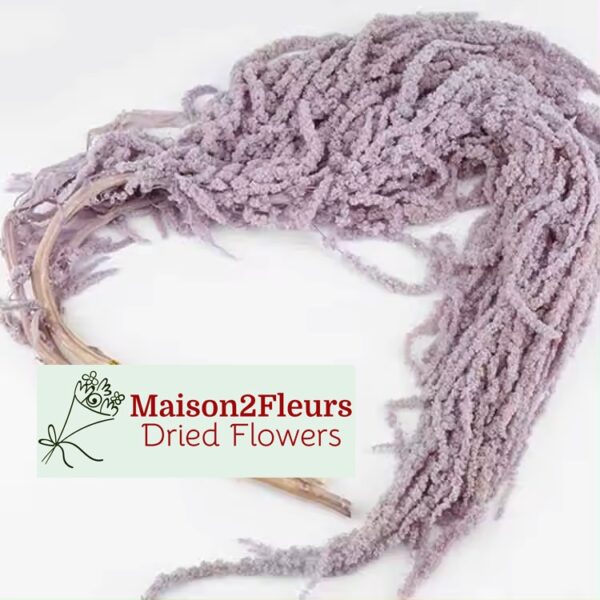 Preserved Amaranthus Caudatus - LIGTH PURPLE