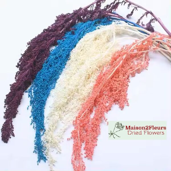 Preserved Amaranthus Caudatus - White - Image 2