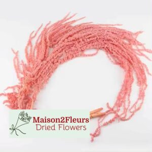 Preserved Amaranthus Caudatus - PINK