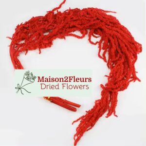 Preserved Amaranthus Caudatus - RED