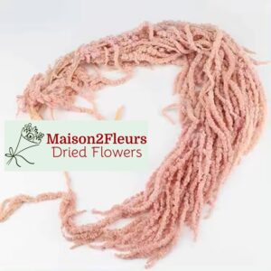 Preserved Amaranthus Caudatus - SAKURA PINK