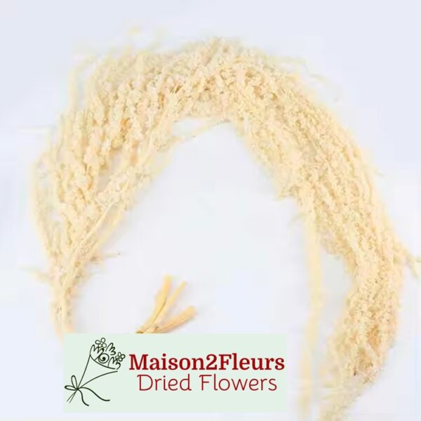 Preserved Amaranthus Caudatus - White