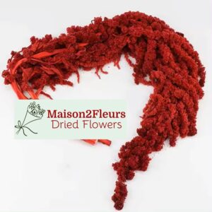 Preserved Amaranthus Caudatus - WINE RED