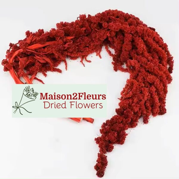 Amaranthus Caudatus stabilisé - VIN ROUGE
