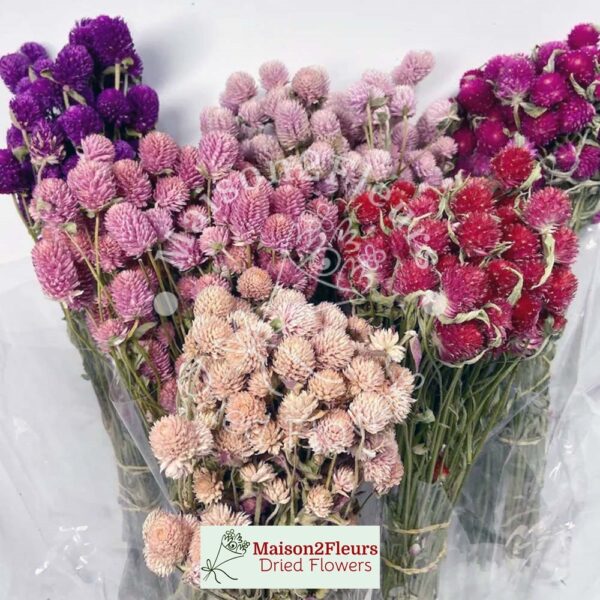 Gomphrena Dried Bunch Extra 60cm - NATURAL WHITE - Image 2