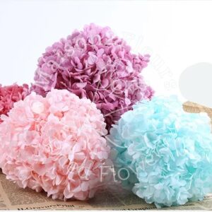Preserved Hydrangea
