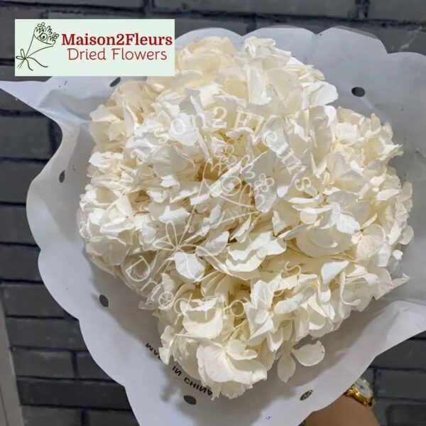 Têtes d'hortensias à grandes feuilles préservées - Qualité extra - BLANCHI