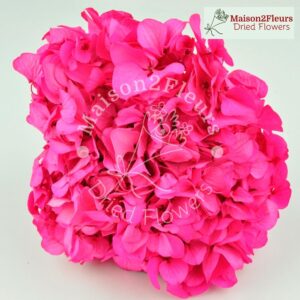 Preserved Hydrangea Big Leaf Heads - Extra Quality - HOT PINK