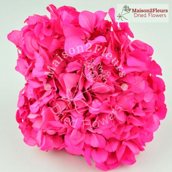 Preserved Hydrangea Big Leaf Heads - Extra Quality - HOT PINK
