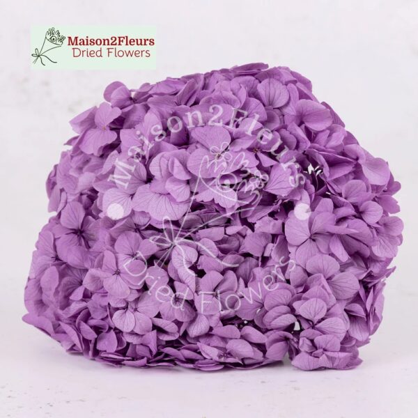 Preserved Hydrangea Big Leaf Heads - Extra Quality - LAVANDER