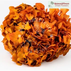 Preserved Hydrangea Big Leaf Heads - Extra Quality - ORANGE