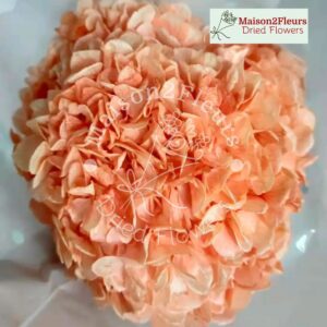 Preserved Hydrangea Big Leaf Heads - Extra Quality - PEACH