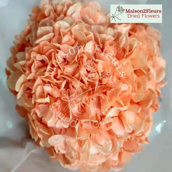 Preserved Hydrangea Big Leaf Heads - Extra Quality - PEACH