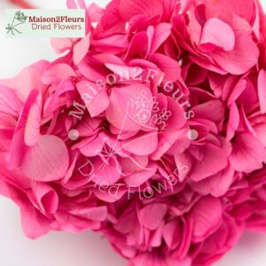 Preserved Hydrangea Big Leaf Heads - Extra Quality - ROSE