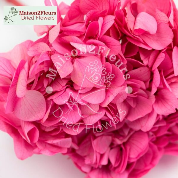 Preserved Hydrangea Big Leaf Heads - Extra Quality - ROSE