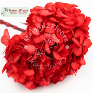 Preserved Hydrangea Big Leaf Heads - Extra Quality - RED