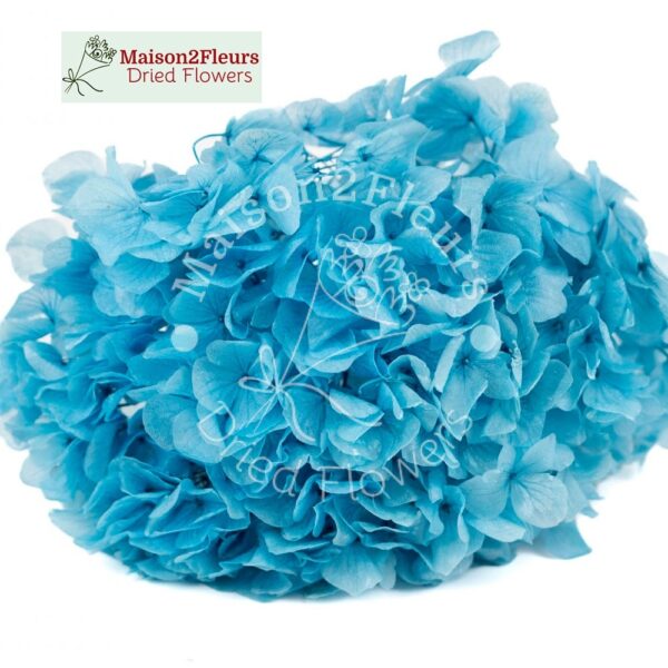 Têtes d'hortensias à grandes feuilles préservées - Qualité Extra - BLEU CIEL
