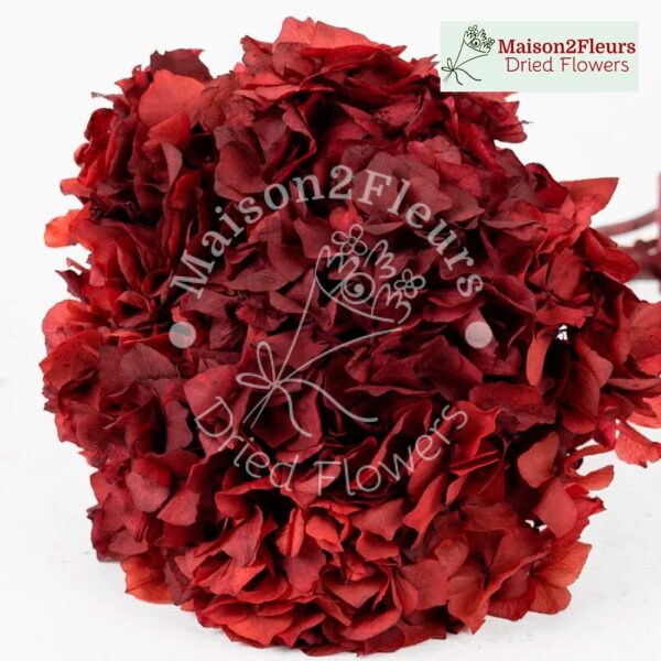 Têtes d'hortensia à grandes feuilles stabilisées - Qualité supplémentaire - VIN ROUGE
