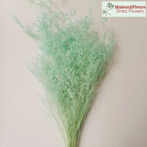 Preserved Limonium Caspia - Extra Quality - PASTEL TURQUOISE