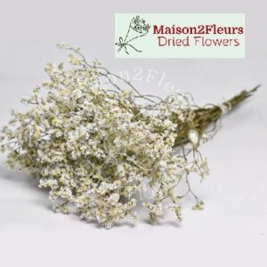 Limonium Sinensis Dried Bunch Extra 60cm - NATURAL WHITE
