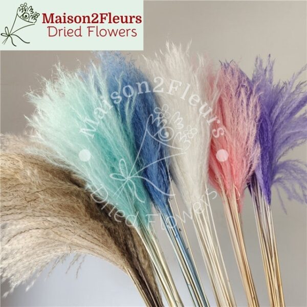 Miscanthus Dried Bunch - Extra Quality - Bleached - Image 2