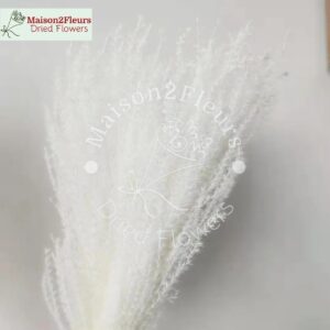 Miscanthus Dried Bunch - Extra Quality - Bleached