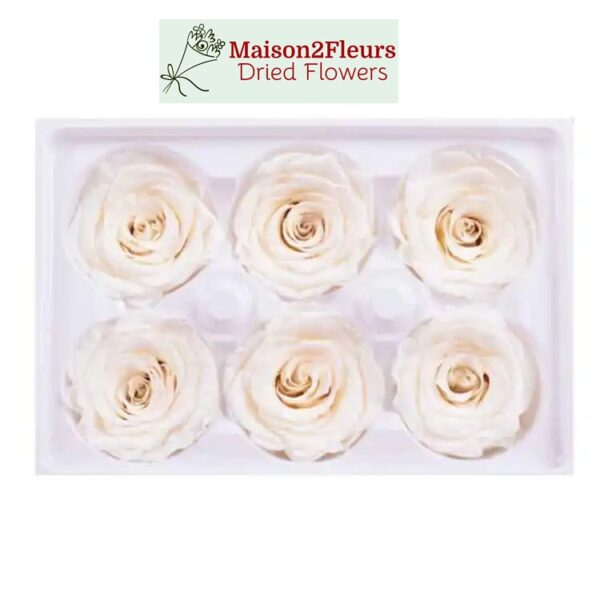 Preserved Rose Heads 5-6cm - Premium Quality - 6pcs/box  - CREME - Image 3