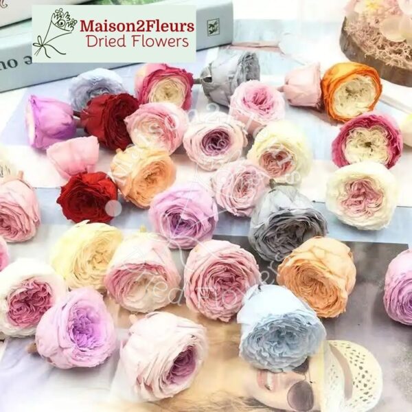English Rose Preserved - Heads 4-5cm box 8 - Extra Quality - RED - Image 3