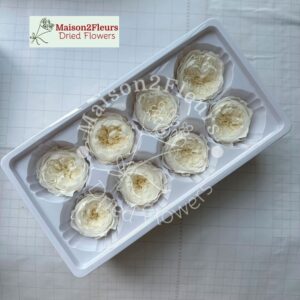 English Rose Preserved - Heads 4-5cm box 8 - Extra Quality - WHITE