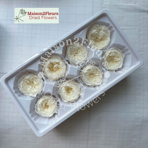 English Rose Preserved - Heads 4-5cm box 8 - Extra Quality - WHITE
