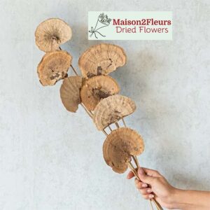 Sponge Mushroom On Stem (10 sticks) - NATURAL