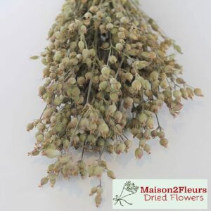 Silene Conica Dried - NATURAL