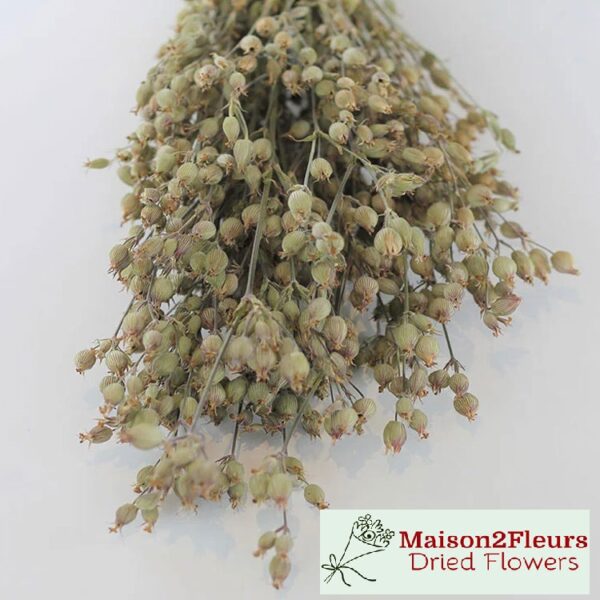 Silene Conica Dried - NATURAL