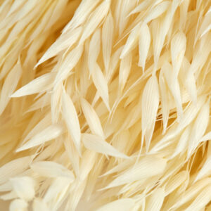 Avena Coltivata Dried 100gr - Bleached