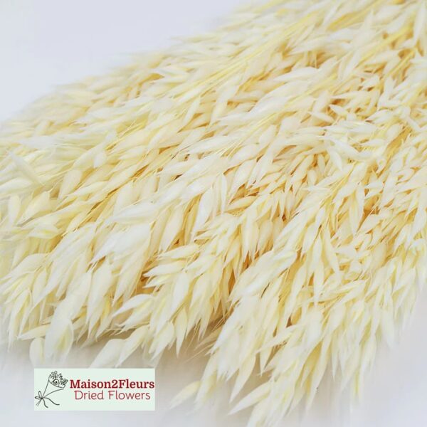 Avena Coltivata Dried 100gr - Bleached - Image 3