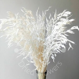 Avena Sativa Dried 100gr - Bleached