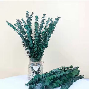 Preserved Eucalyptus