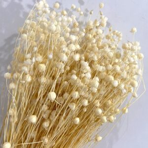 Lino Dried 100gr - Bleached