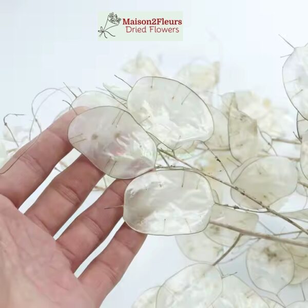 Lunaria Dried Bunch - NATURAL PEELED - Image 2