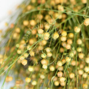 Lino Dried 100gr - Natural
