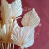 Palm Spear 40cm x7 - Blanchi