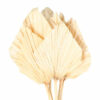 Palm Spear 40cm x7 - Blanchi – Image 2