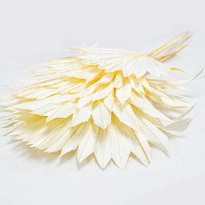 Palm Sun Cut 65cm x7 - Bleached