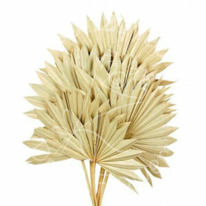 Palm Sun Cut 65cm x7 - Natural
