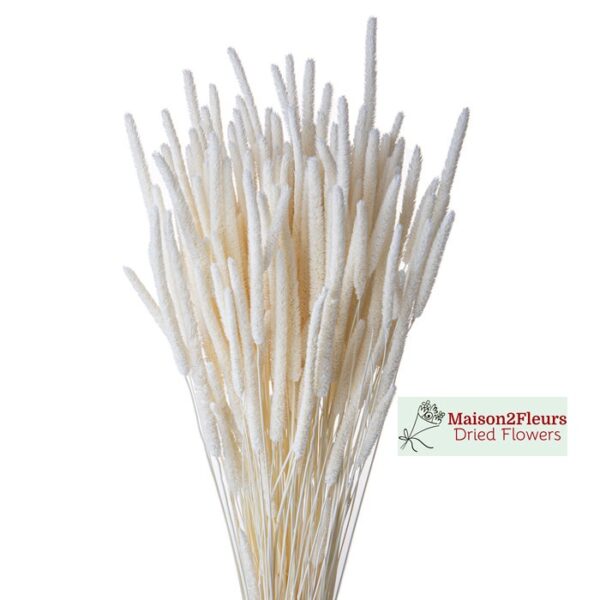 Phleum Pratensis - Bleached - Image 5