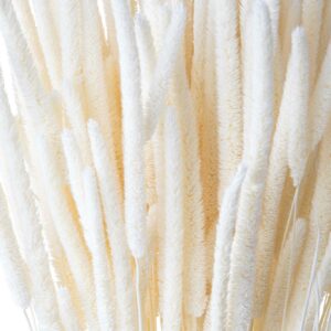 Phleum Pratensis - Bleached