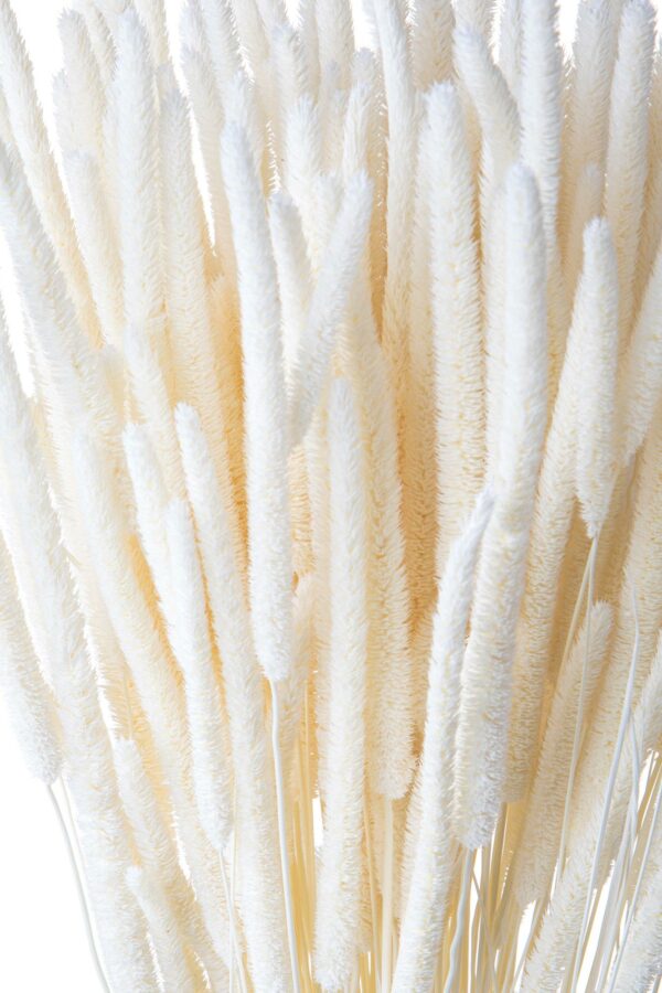 Phleum Pratensis - Bleached