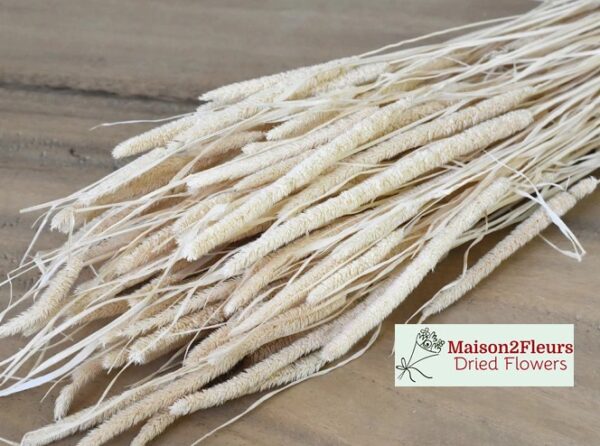 Phleum Pratensis - Bleached - Image 3