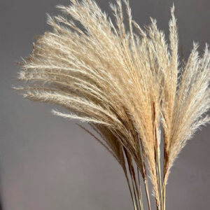 Miscanthus Dried Bunch - Natural