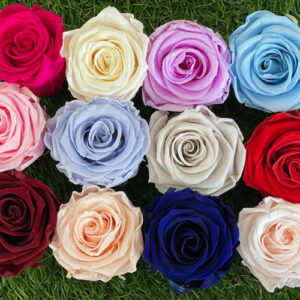 Preserved Roses Heads - per Unit